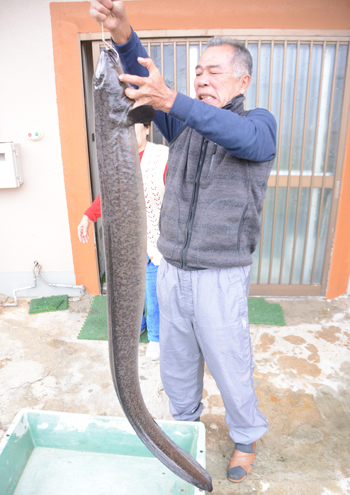 全長１６５㌢、重さ１１㌔の大ウナギ捕獲 徳之島町の花時名川｜地域｜南海日日新聞