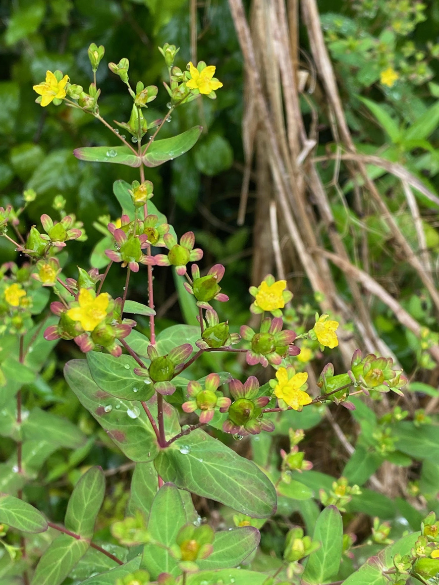 希少植物を確認 絶滅危惧種のツキヌキオトギリ 国内南限の可能性 伊仙