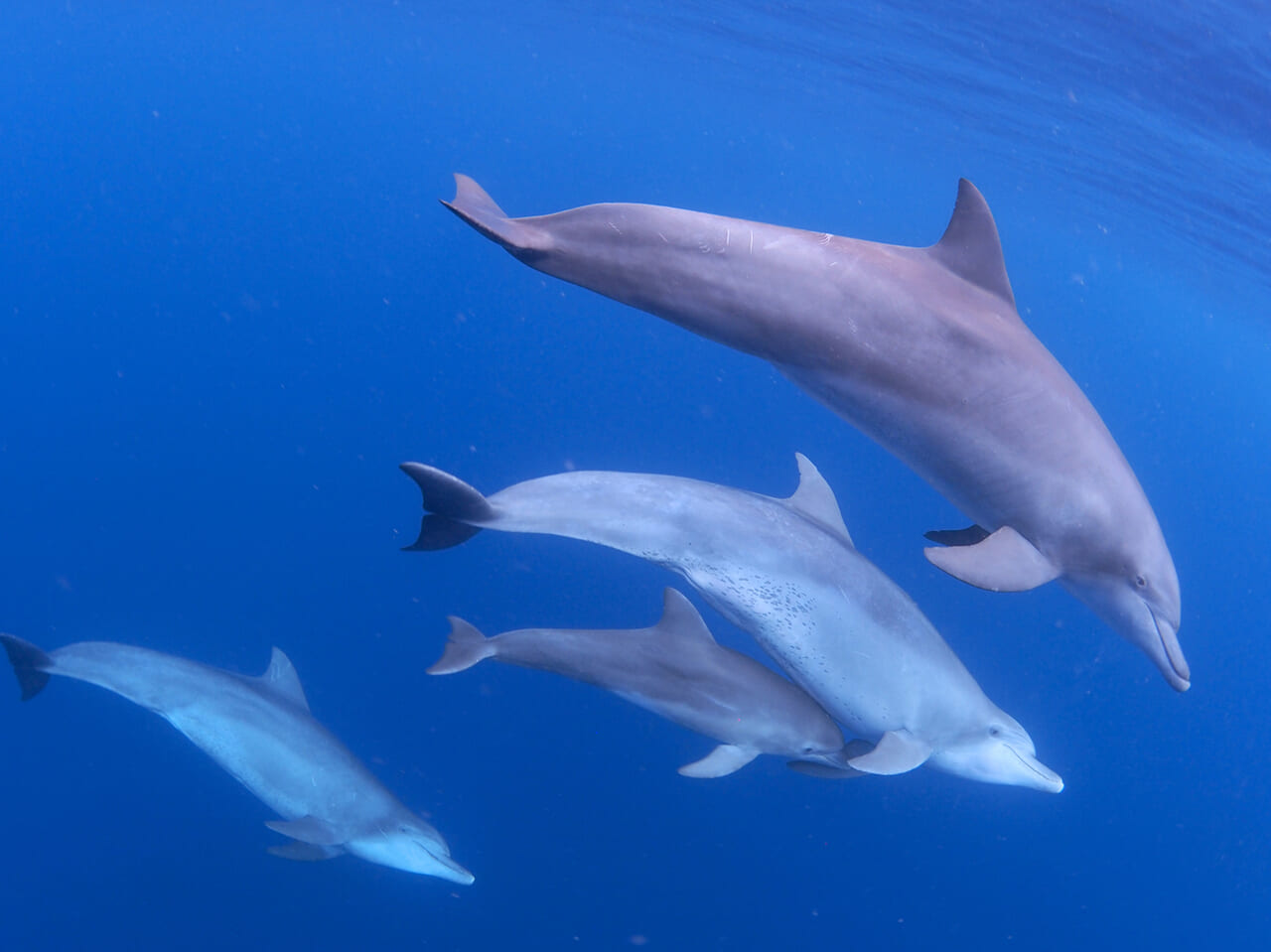 イルカ遭遇時のルール策定 奄美クジラ・イルカ協会｜｜南海日日新聞