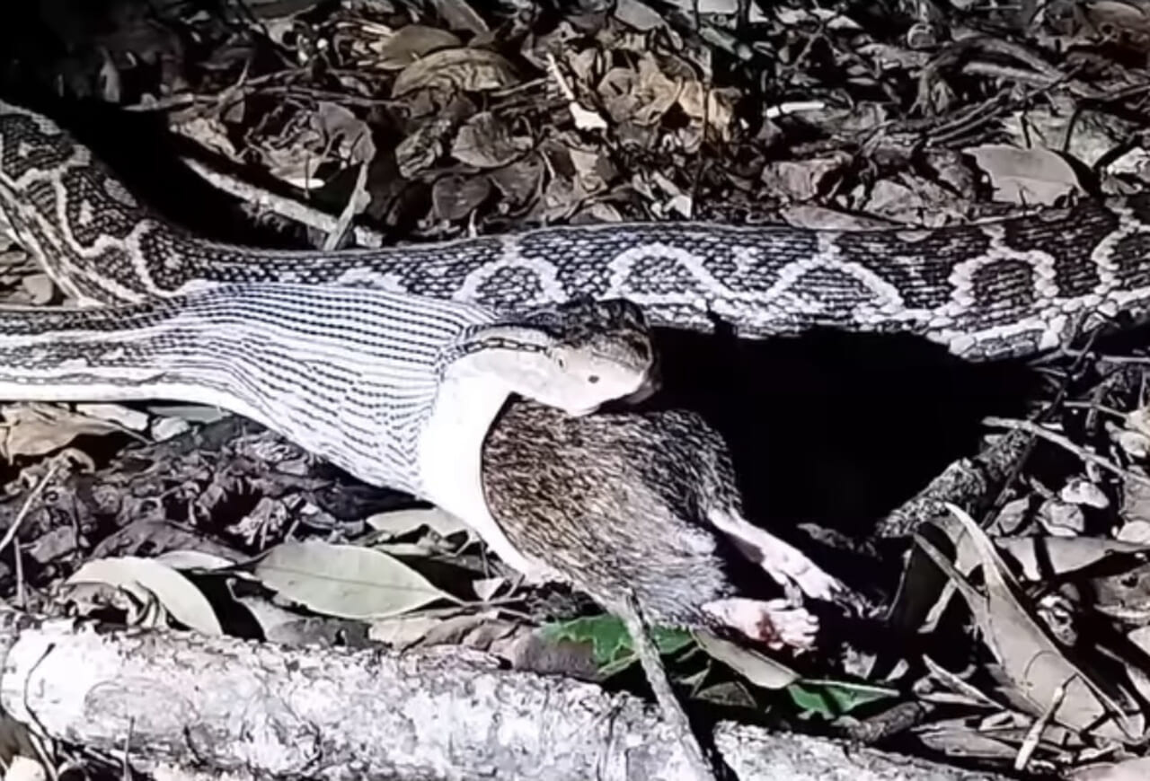 ハブがトゲネズミ捕食？ 迫力シーン、住民が撮影 瀬戸内町｜｜南海日日新聞