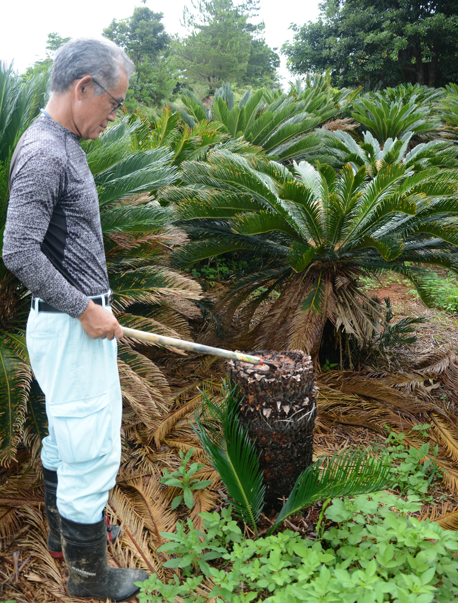 希少ソテツ盗難相次ぐ 被害者怒り、被害届を提出 徳之島町｜社会・経済 ｜南海日日新聞