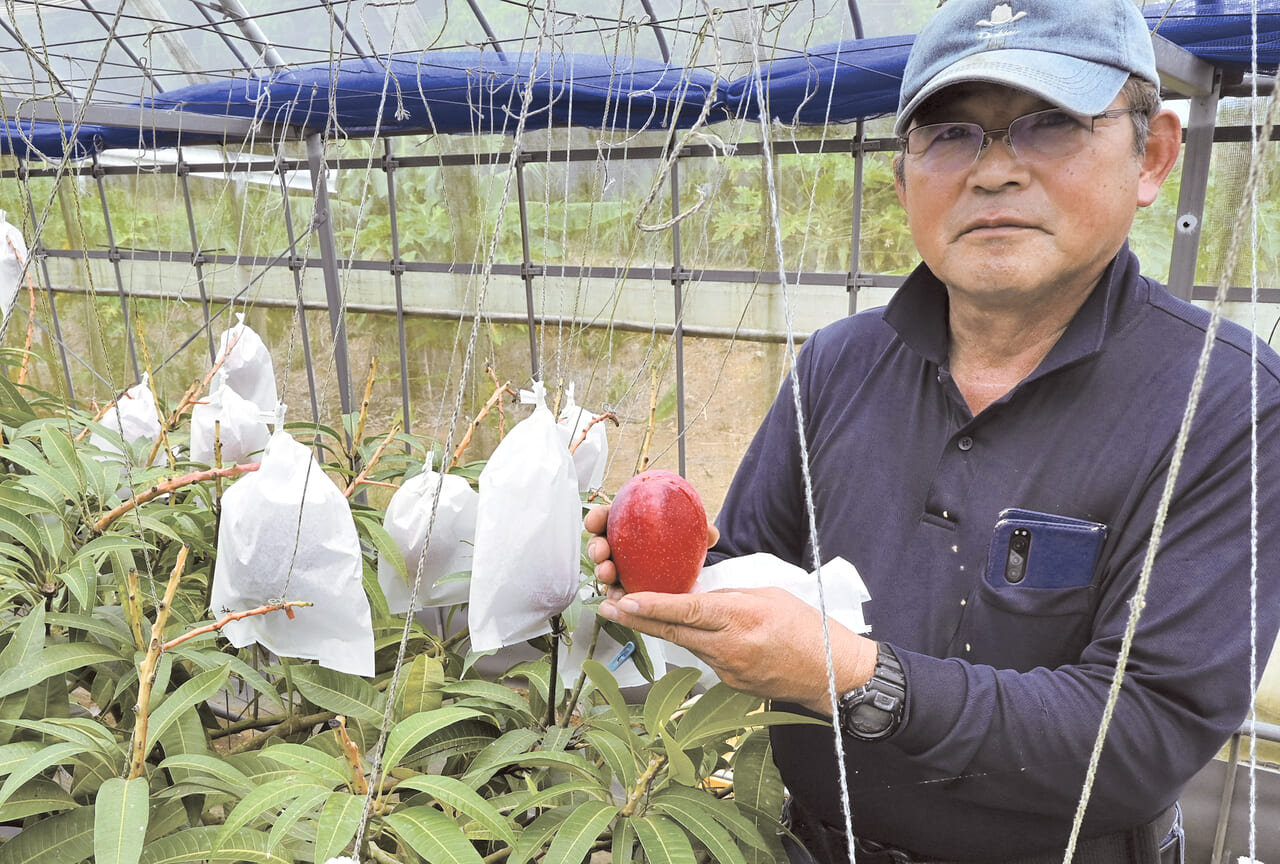 昨年よりいい出来」 マンゴー収穫、出荷始まる 沖永良部島｜社会・経済