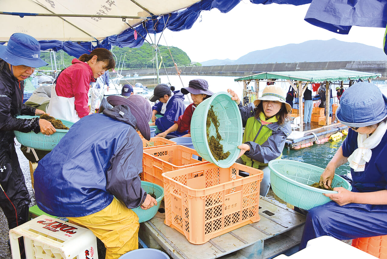 話題の最前線 「モズクを地域の特産品に」 個人で養殖業引き継ぎ再起 宇検村平田｜社会・経済 ｜南海日日新聞