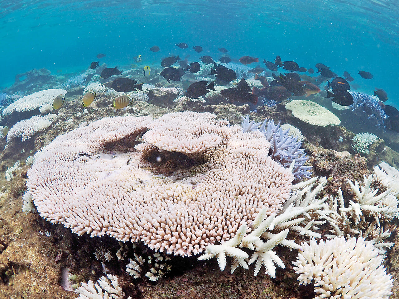 サンゴ白化、局所で確認 高い海水温影響か 奄美大島｜｜南海日日新聞