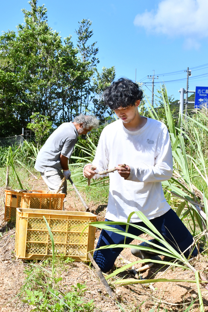 サトウキビの万能性学びに 瀬戸内町の農家で実習 東京農大・津賀由匡さん｜地域｜南海日日新聞